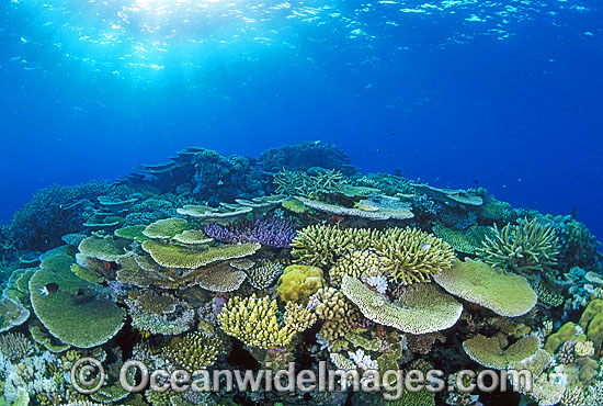 Corals Great Barrier Reef photo Corals Great Barrier Reef photo