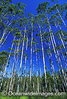 Flooded gum eucalypt forest Photo - Gary Bell