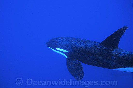 Killer Whale photo Killer Whale photo