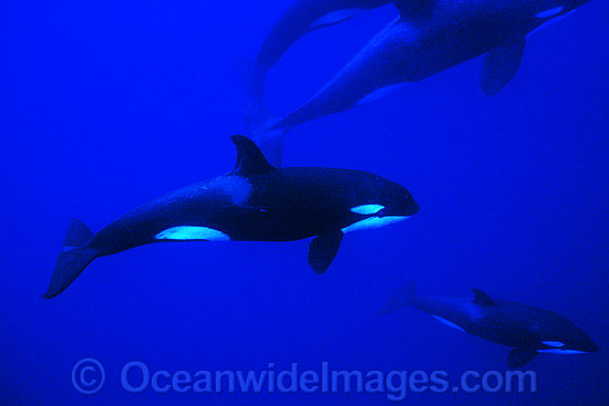 Orca photo Orca photo