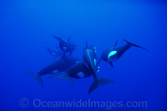 Orca Orcinus orca photo Orca Orcinus orca photo