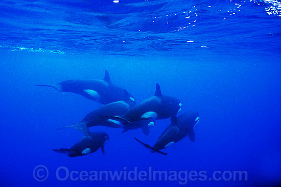 Killer Whale photo