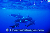 Killer Whale Photo - Jim Johnson