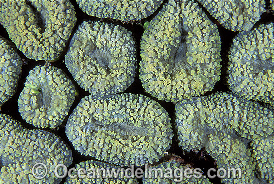 Mussid Coral Lobophyllia sp. photo Mussid Coral Lobophyllia sp. photo