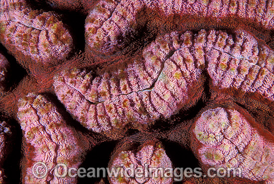 Mussid Coral Symphyllia sp. photo Mussid Coral Symphyllia sp. photo
