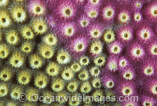 Acroporid Coral Astreopora myriophthalma photo Acroporid Coral Astreopora myriophthalma photo