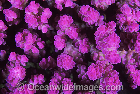 Acropora Coral Acropora sp. photo Acropora Coral Acropora sp. photo