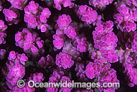 Acropora Coral Acropora sp. Photo - Gary Bell