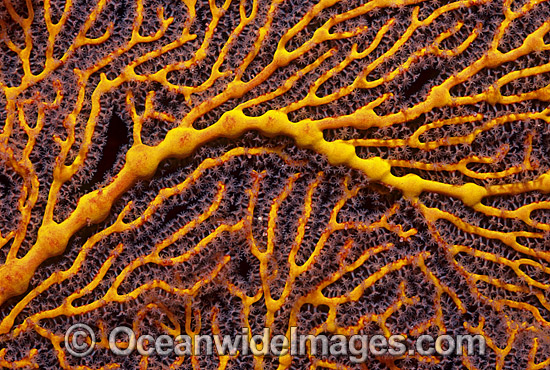 Gorgonian Fan Coral Great Barrier Reef photo Gorgonian Fan Coral Great Barrier Reef photo
