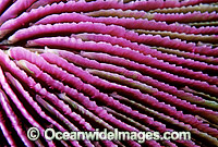 Mushroom Coral Photo - Gary Bell