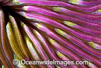 Mushroom Coral Great Barrier Reef Photo - Gary Bell