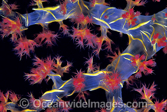 Soft Coral Great Barrier Reef photo Soft Coral Great Barrier Reef photo