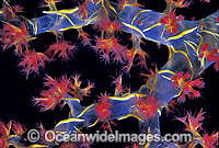 Soft Coral Great Barrier Reef Photo - Gary Bell