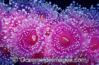 Colony of Jewel Anemones Photo - Gary Bell
