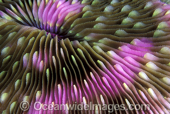 Mushroom Coral Fungia sp. photo Mushroom Coral Fungia sp. photo