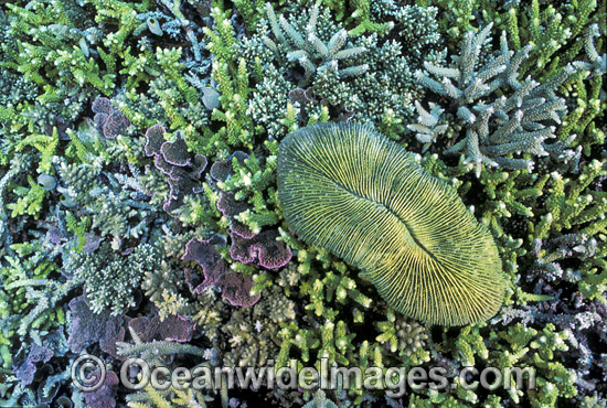 Mushroom Coral Ctenactis sp. photo Mushroom Coral Ctenactis sp. photo