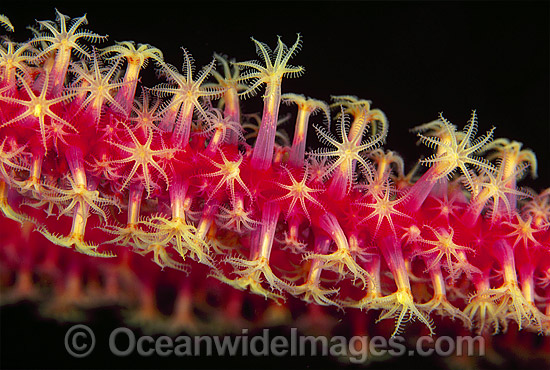 Whip Coral Great Barrier Reef photo Whip Coral Great Barrier Reef photo