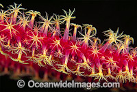 Whip Coral Great Barrier Reef Photo - Gary Bell