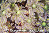 Fern Coral Clavularia species Photo - Gary Bell