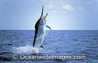 Black Marlin Makaira indica breaching Photo - John Ashley