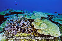 Great Barrier Reef Porites Coral Photo - Gary Bell