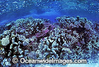 Great Barrier Reef Pocillopora Coral Photo - Gary Bell