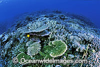 Great Barrier Reef Photo - Gary Bell