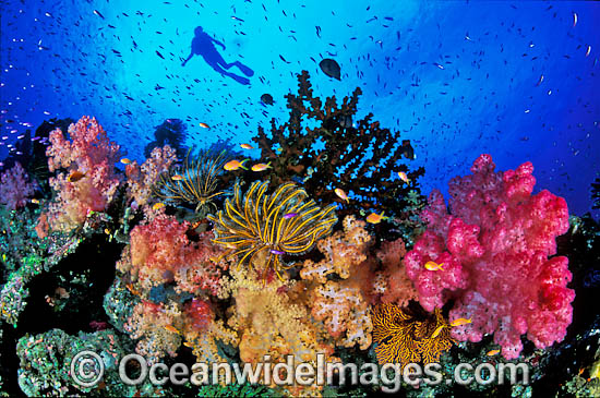 Scuba Diver and Soft Coral Garden photo Scuba Diver and Soft Coral Garden photo
