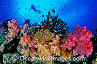 Scuba Diver and Soft Coral Garden Photo - Gary Bell
