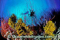 Scuba Diver and Whip Corals Photo - Gary Bell