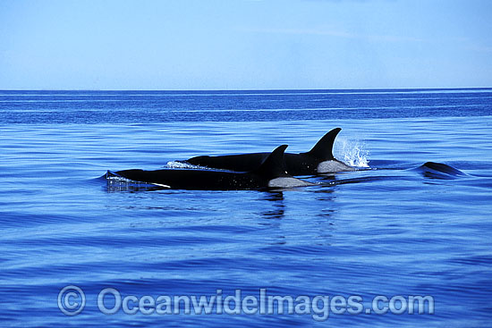 Orcas on surface photo Orcas on surface photo