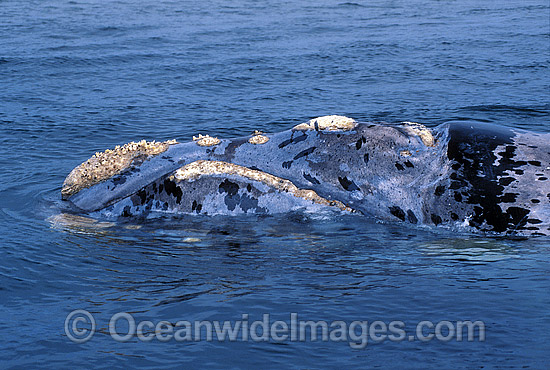 Southern Right Whale callosities photo Southern Right Whale callosities photo