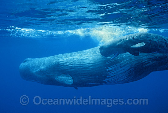 Sperm Whale Mother with newborn calf photo Sperm Whale Mother with newborn calf photo