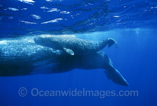 Sperm Whale Mother with newborn calf photo Sperm Whale Mother with newborn calf photo