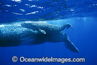 Sperm Whale Mother with newborn calf Photo - Lin Sutherland