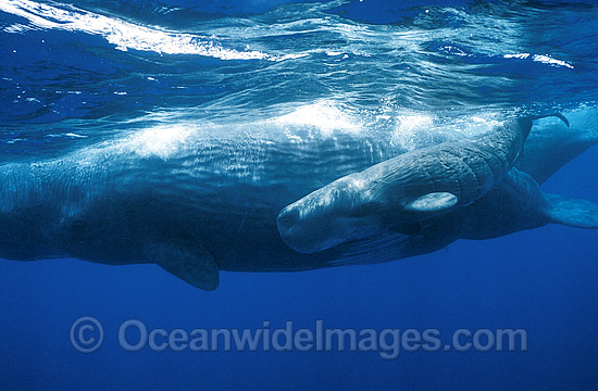 Sperm Whale Mother with newborn calf photo Sperm Whale Mother with newborn calf photo