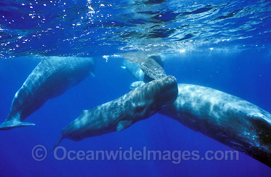 Pod of Sperm Whales Physeter macrocephalus photo Pod of Sperm Whales Physeter macrocephalus photo
