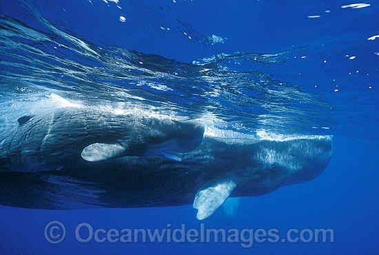 Sperm Whale Mother with newborn calf photo Sperm Whale Mother with newborn calf photo