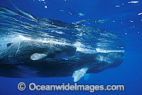 Sperm Whale Mother with newborn calf Photo - Lin Sutherland