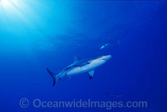 Grey Reef Shark Carcharhinus amblyrhynchos photo Grey Reef Shark Carcharhinus amblyrhynchos photo