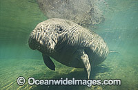 Florida Manatee Trichechus manatus latirostris Photo - Lin Sutherland