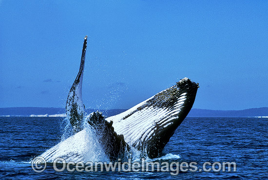 Humpback Whale breaching photo Humpback Whale breaching photo