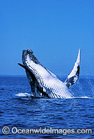 Humpback Whale breaching Photo - Mark Simmons