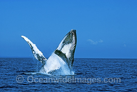 Humpback Whale breaching photo Humpback Whale breaching photo