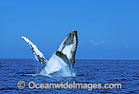 Humpback Whale breaching Photo - Mark Simmons
