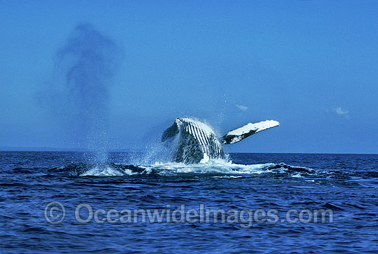 Humpback Whale breaching expelling air photo Humpback Whale breaching expelling air photo