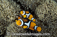 Eastern Clownfish Amphiprion percula Photo - Gary Bell