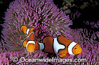 Clown Anemonefish Photo - Gary Bell