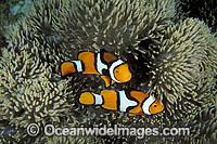 Clown Anemonefish Photo - Gary Bell