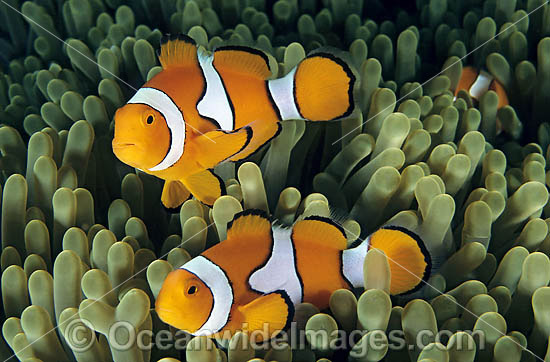 Western Clownfish Amphiprion ocellaris photo Western Clownfish Amphiprion ocellaris photo